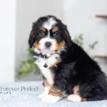 Arthur (3)