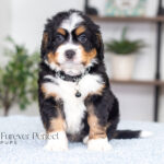 Arthur | Tri F1 Bernedoodle for sale