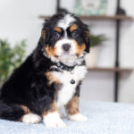 Arthur | Tri F1 Bernedoodle for sale