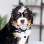Arthur | Tri F1 Bernedoodle for sale