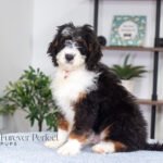 Austin | Tri F1 Bernedoodle for sale