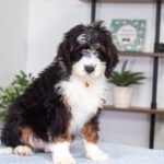 Austin | Tri F1 Bernedoodle for sale