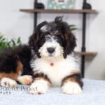 Austin | Tri F1 Bernedoodle for sale