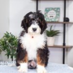 Austin | Tri F1 Bernedoodle for sale