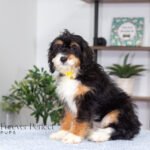 Ava | Tri F1 Bernedoodle for sale