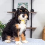 Ava | Tri F1 Bernedoodle for sale