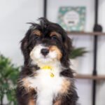 Ava | Tri F1 Bernedoodle for sale