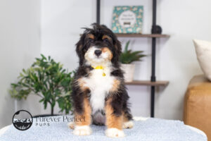 Ava Female Bernedoodle