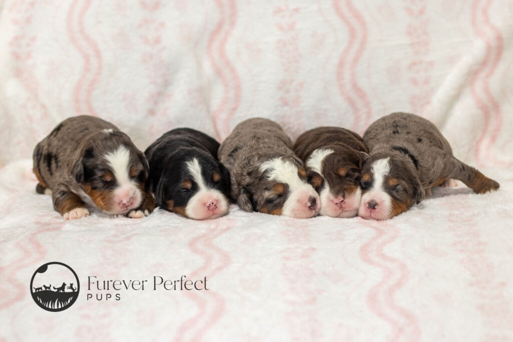 Female Puppy