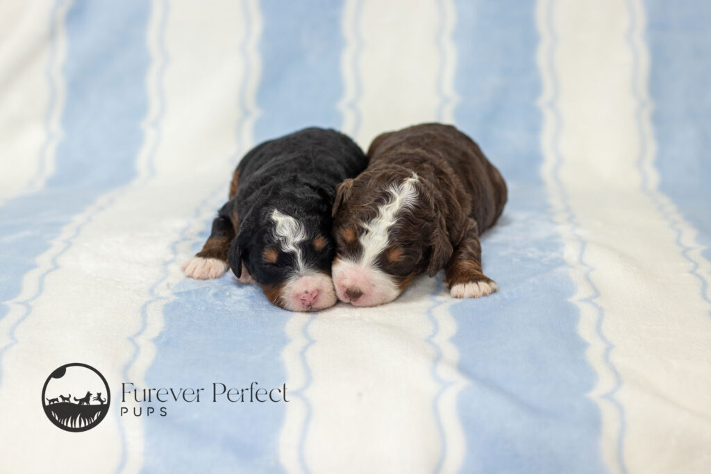 Male Puppy