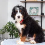 Bentley (2)