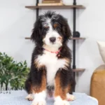 Bentley (4)