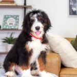 Bentley (5)