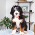 Bentley (6)