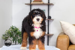 Bethany Female Bernedoodle