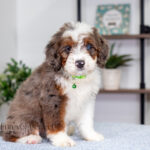 Jill | Blue Merle & Tan F1 Bernedoodle for sale