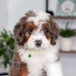 Jill | Blue Merle & Tan F1 Bernedoodle for sale