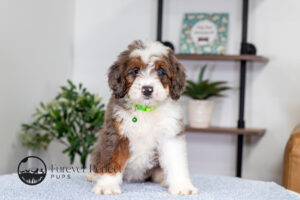Jill Female Bernedoodle