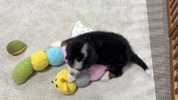 Bentley
