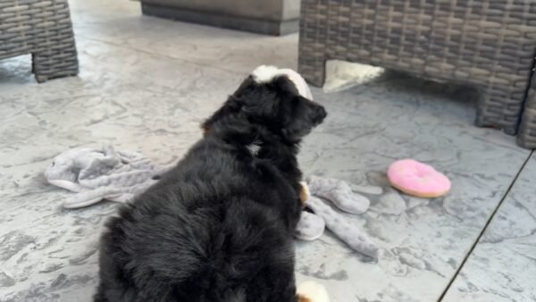 Bernard