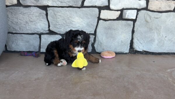 Troy