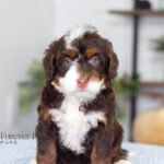 Bella | Chocolate & Tan Multigen Bernedoodle for sale