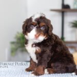 Bella | Chocolate & Tan Multigen Bernedoodle for sale