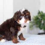 Bella | Chocolate & Tan Multigen Bernedoodle for sale