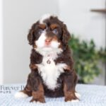 Bella | Chocolate & Tan Multigen Bernedoodle for sale