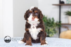 Bella Female Multigen Bernedoodle