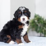 Blaze (4)