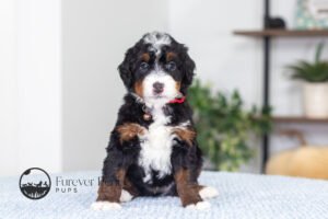 Blaze Male Multigen Bernedoodle