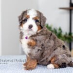 Blossom | Blue Merle Multigen Bernedoodle for sale