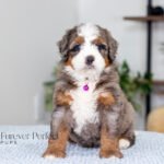 Blossom | Blue Merle Multigen Bernedoodle for sale