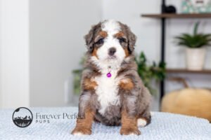 Blossom Female Multigen Bernedoodle