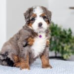 Blossom | Blue Merle Multigen Bernedoodle for sale