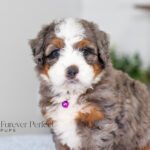 Blossom | Blue Merle Multigen Bernedoodle for sale