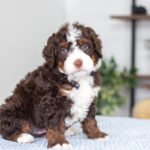 Bo (2)
