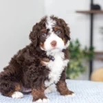 Bo (2)