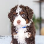 Bo (5)