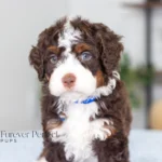 Bo (5)