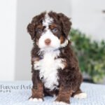 Bo (6)