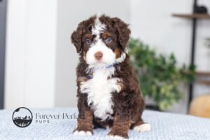 Bo Male Multigen Bernedoodle