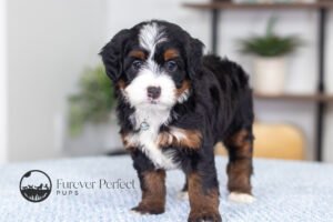 Bonita Female Multigen Bernedoodle