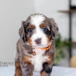 Brenda | Blue Merle Multigen Bernedoodle for sale