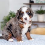 Brenda | Blue Merle Multigen Bernedoodle for sale