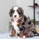 Brenda | Blue Merle Multigen Bernedoodle for sale