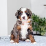Brenda | Blue Merle Multigen Bernedoodle for sale