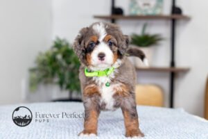 Brianna Female Multigen Bernedoodle