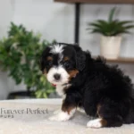 Badger | Tri Multigen Bernedoodle for sale